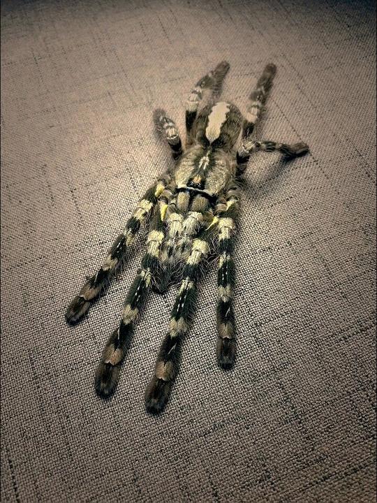 捕鸟蛛的介绍