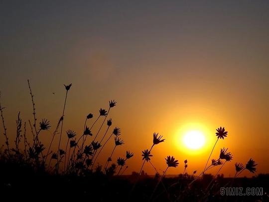 东太阳鲜花红色天空景观