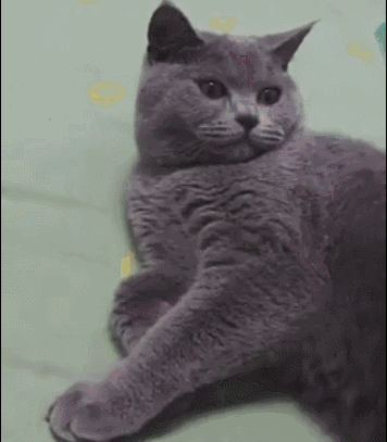 壁纸动物猫猫咪小猫桌面356_409gif动态图动图