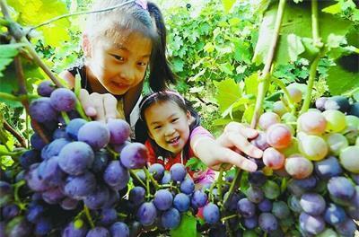 农村投资这几个创业项目市场潜力不小!