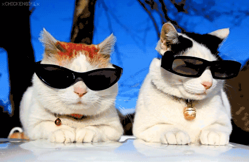 壁纸动物猫猫咪小猫桌面500_325gif动态图动图