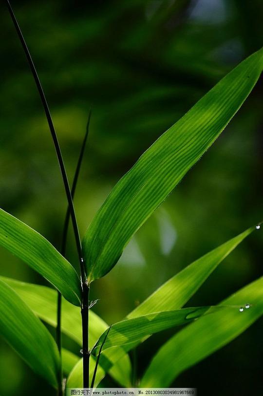 绿叶绿叶图片素材下载绿色光与影特写摄影花草枝叶生物世界