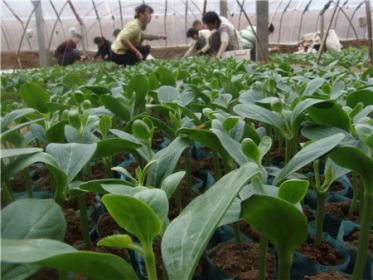 农村种什么赚钱_农村种植致富项目