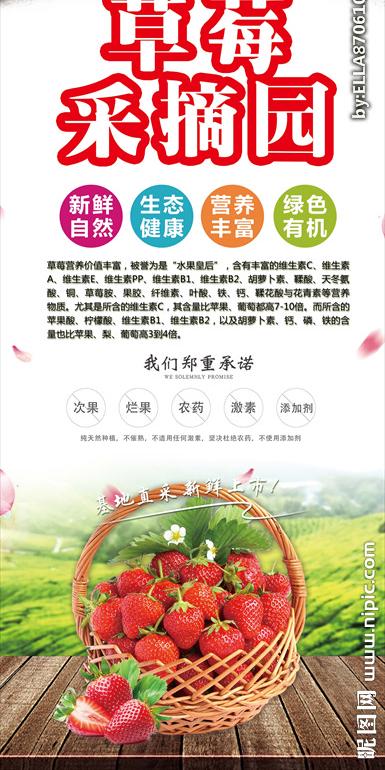 草莓采摘图片