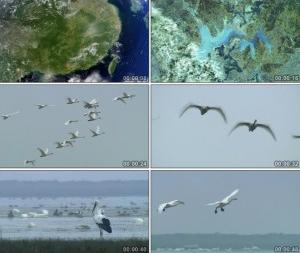 a5274卫星拍摄地球仙鹤白鹭湖面天空翱翔游泳的鸟群高清视频素材