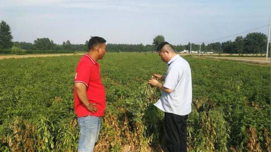 农村人种植赚钱的农作物,投资成本很高,管理起来让人