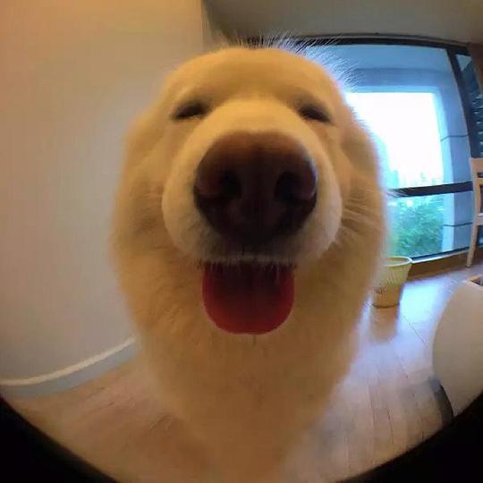 壁纸动物狗狗狗750_750
