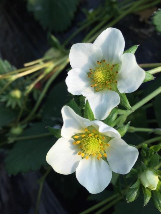 草莓花