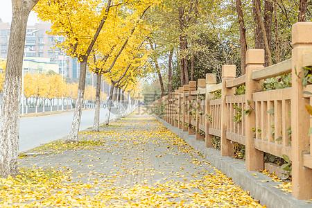 银杏树与人行道图片下载