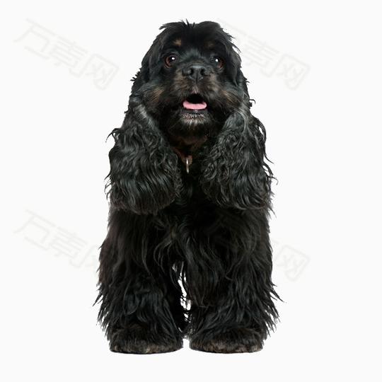 黑色宠物狗