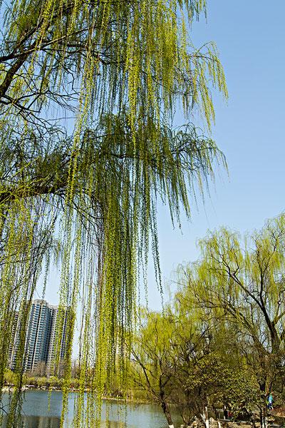 柳丝_图片大全—全景创意图库（quanjing.com）中国领先的正版图片视频素材网站