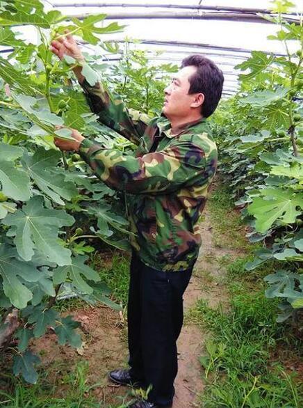 乡村男子创业种植无花果，声称带领村民一起致富
