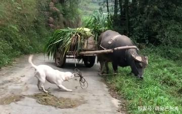 老牛吃嫩草的表情包搞笑gif 老牛吃嫩草的表情包搞笑gif