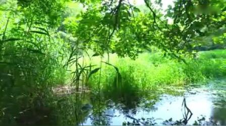 d582富良野风光树林森林河水美丽风景大自然日本风情视频素材