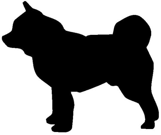 我家的柴犬胖子fuji的生活点滴p111久未露脸的胖子出动了