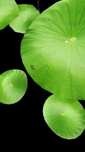 透明通道水滴荷花手机高宽视频素材视频素材