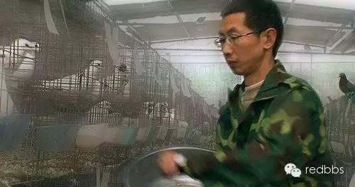 梁华瞒着父母辞职养鸽子创业年入千万
