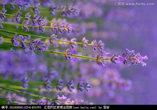 键词:花素材薰衣草紫色花熏衣草紫色薰衣草之恋熏衣草园