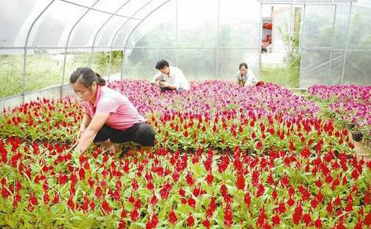 花卉行业未来利润最高的不起眼暴利赚钱行业图