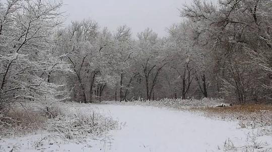 下雪,雪,树,气候视频素材_id:3034247