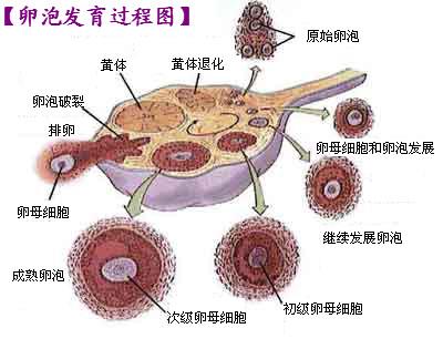 卵泡长到多大会排卵