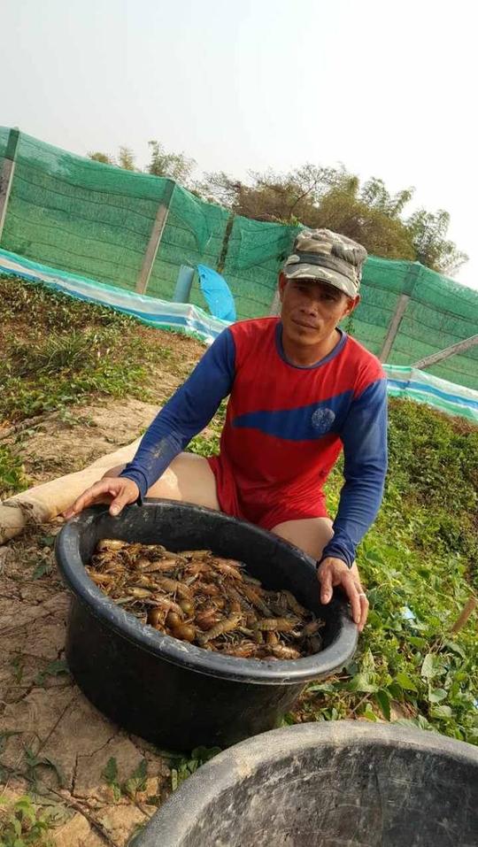 台湾人老挝创业手记--澳洲淡水龙虾养殖分享!