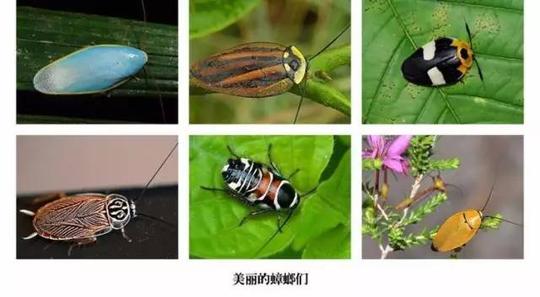 健康正文据该创业团队成员介绍,20吨蟑螂可以处理1吨餐厨垃圾,且没