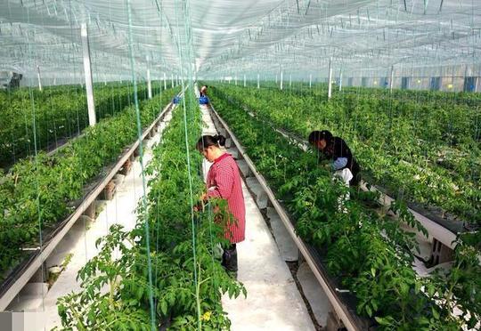在农村搞种植业真的挣钱吗?为什么有人挣大钱有人却