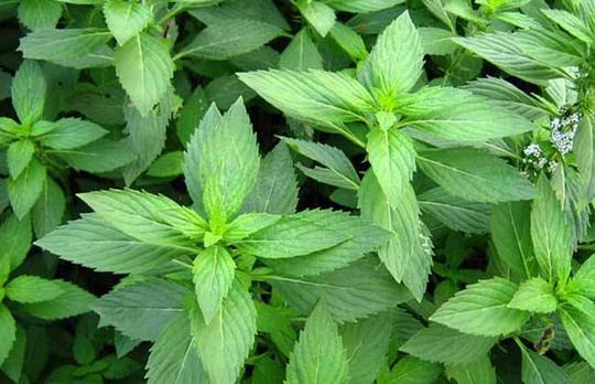 薄荷种植利润和成本分析:种薄荷赚钱吗?