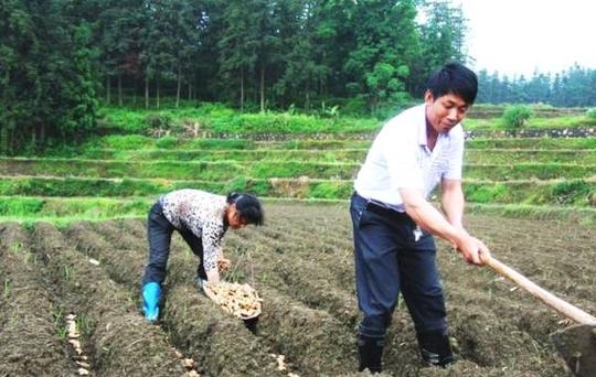 放弃研究生名额,他决心回乡创业,种姜带领村民致富