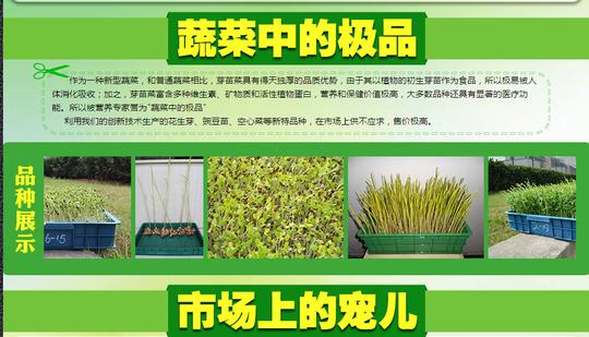 芽苗菜创业成功好项目成功的人生,是许多人追求的,那么我们如何