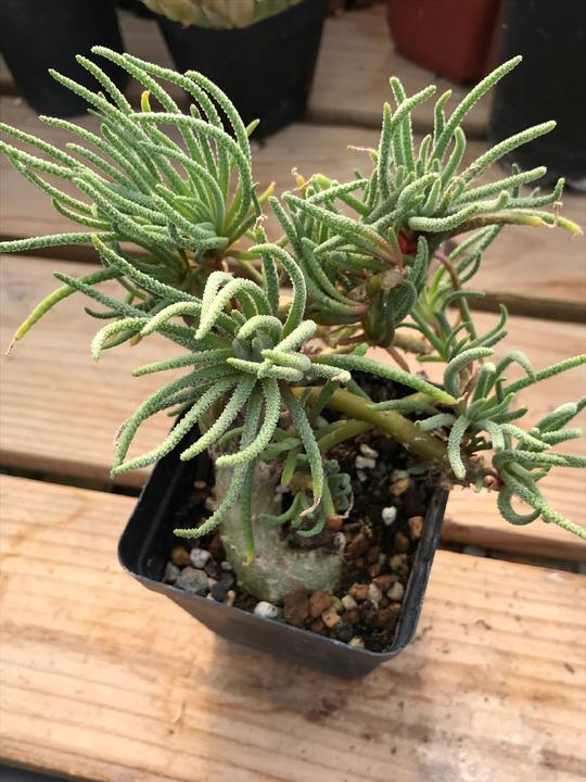 多肉植物盆栽天赐一物一拍实物拍摄室内养殖容易养护2.1518