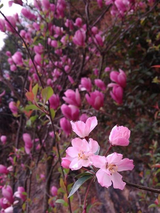 福州鼓岭梅花园双色梅