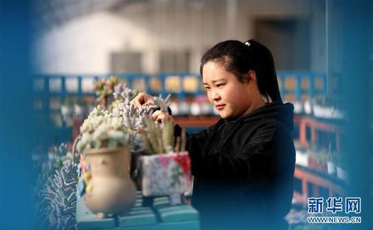 (社会)(1)90后夫妻创业办“多肉花园”实现致富梦