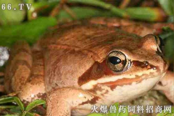 什么是雪蛤?生长在什么地方？