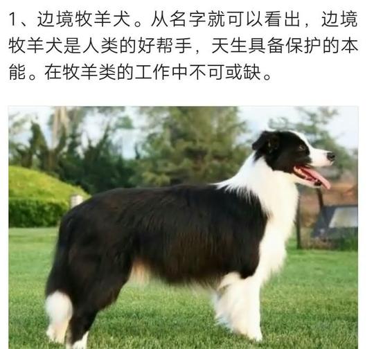 动物,文字控-快手直播