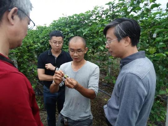 专家在金燕归巢计划回乡创业示范基地——角田果蔬种植专业合作社