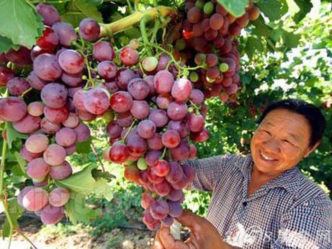 2015巢湖黄麓葡萄文化旅游节时间、地点及交