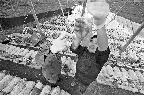 12月12日,北碚区龙凤桥,电力工人协助返乡创业农民工安装调试大棚电灯