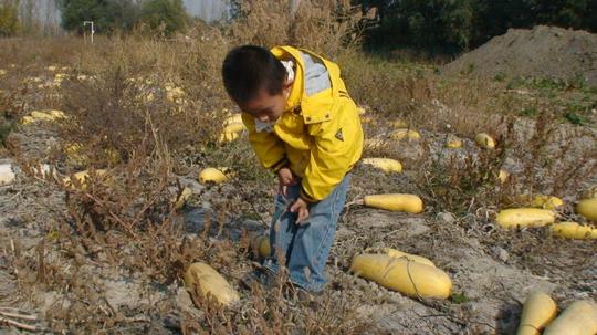 回忆2011:成成的春种秋收