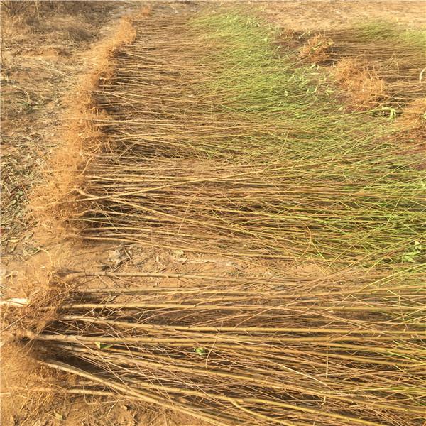 难忘的中秋节作文550字六年级