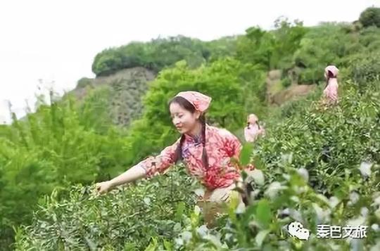 作品:《采茶姑娘锦绣茶乡》拍摄地点:紫阳县焕古镇腊竹村茶园摄影