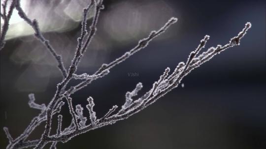 雪树_1920x1080_高清视频素材下载(编号:1527203)__vj