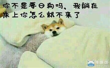 我真是日了狗了搞笑表情包