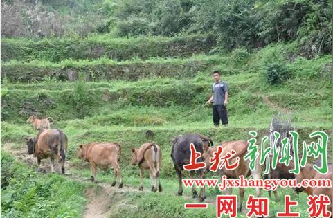 高山青草好养牛——寺下镇新圩村朱才有的牛气创业故事