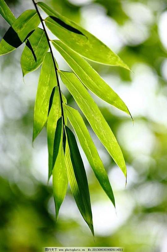 竹叶竹叶叶图片素材下载绿叶绿色光与影特写摄影花草枝叶