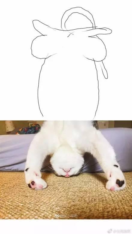 这只猫的下半身快被大家玩儿坏了.