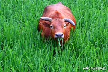 老牛吃嫩草的表情包搞笑gif