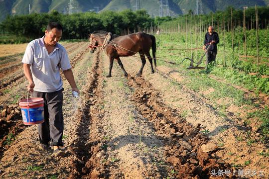 农村80岁老人花一万元买枣红马耕地赚钱收费让人惊讶