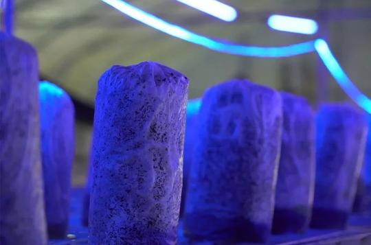 【创业风华录】90后小伙子带你走进食用菌的财富世界!